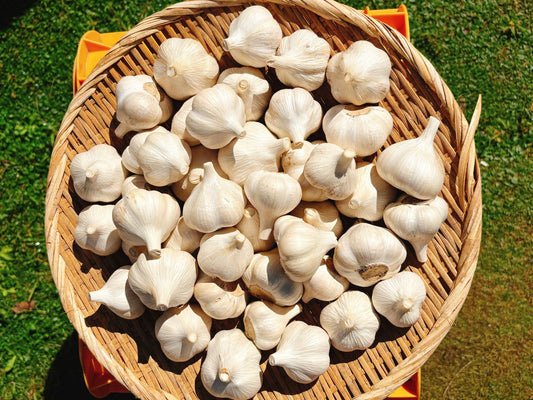 福地ホワイト六片にんにく　1kg