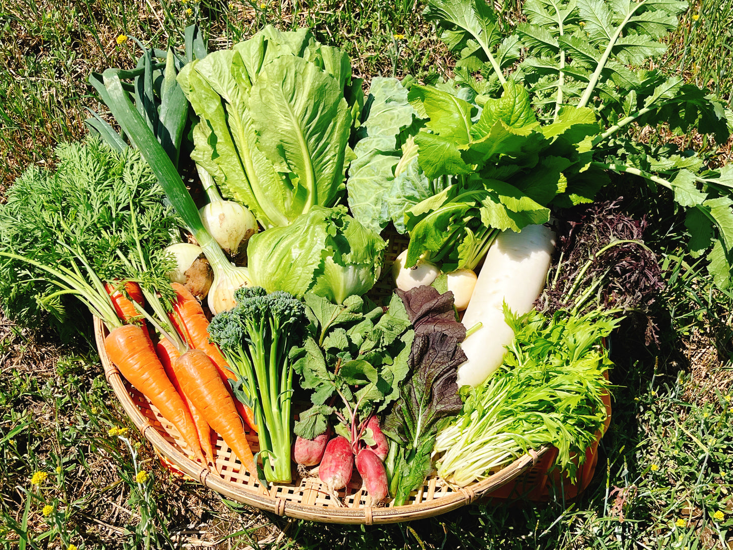 【寄居町内の方限定】季節のお野菜定期便・Rセット（8~10品目前後）